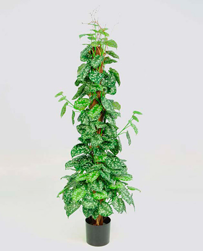 1225-130 Scindapsus 130cm